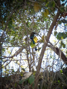Rare bird in the trees