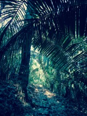 Cabo Blanco jungle :)