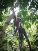 Monkey in Cabo Blanco National Park
