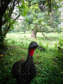 This is Patricia a wild bird following us for more than one hour on our trail thru the jungle