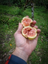 Mmmhhh some delicious Guava from a wild tree