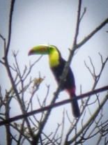 Wow we saw a Tucan!!!